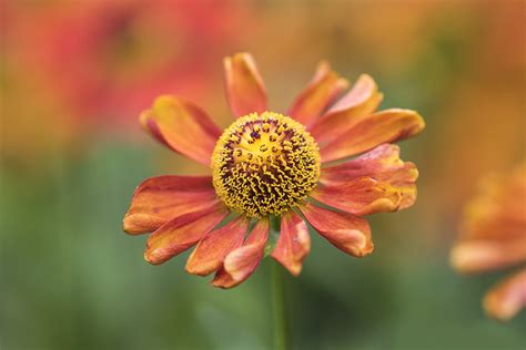 Flickr: Photos of Jane Dibnah Floral Art